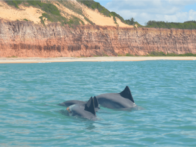 Bahia dos Golfinhos